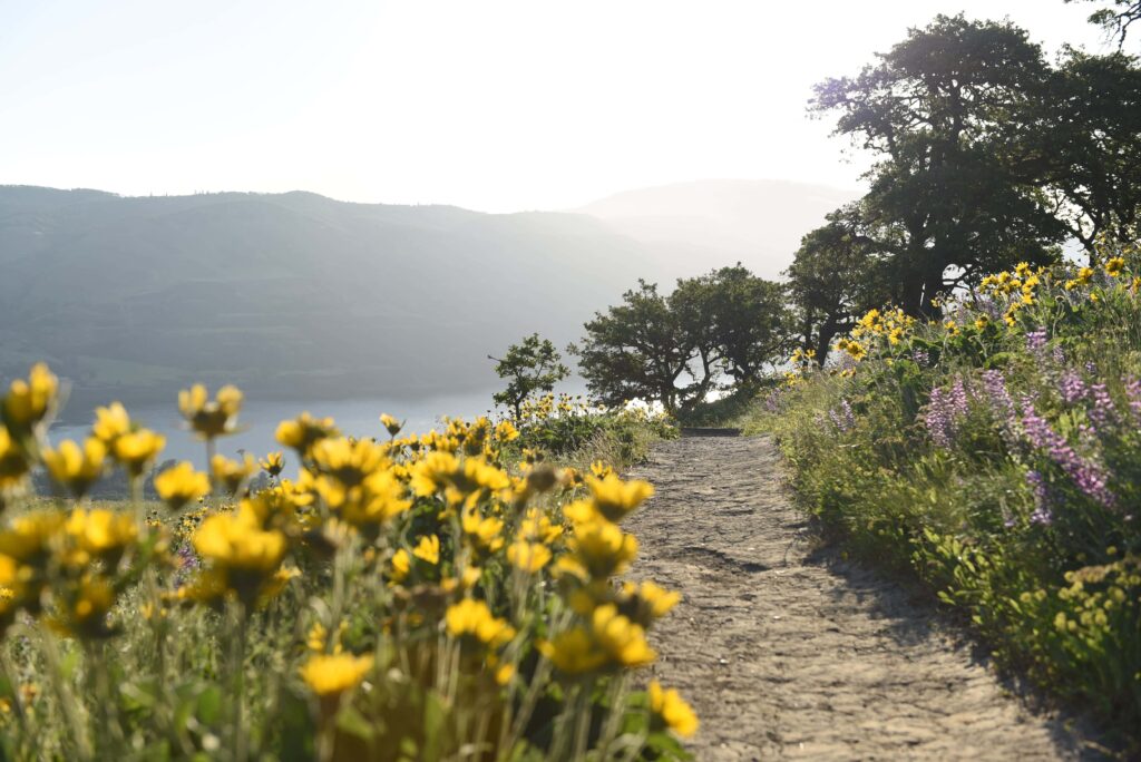 rowena plateau in spring with wildflowers by Hood River