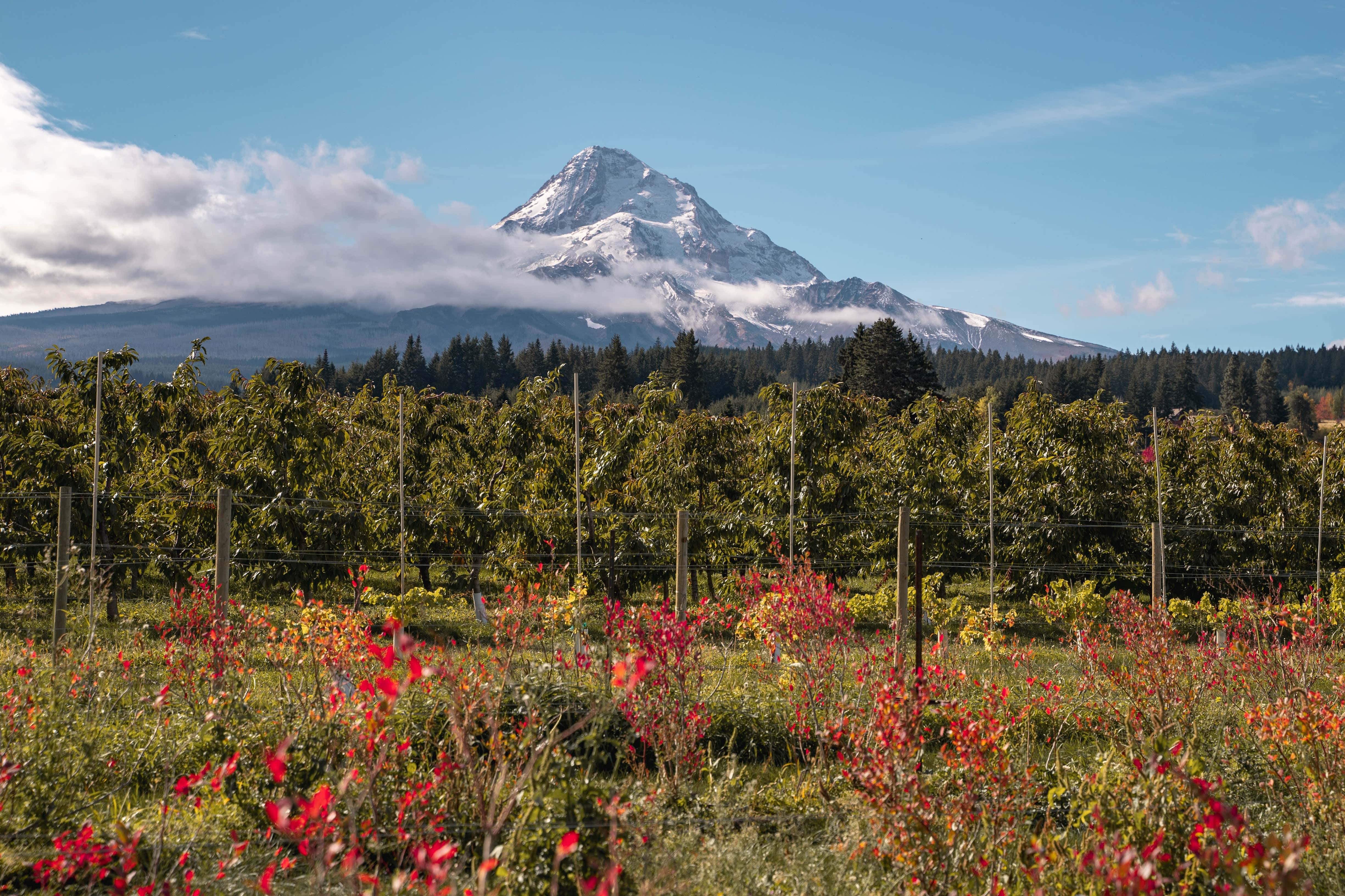 apple orchard near Hood River